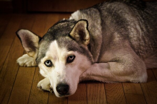 Husky grimper sur le plancher de bois