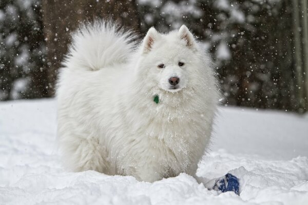 Cane peloso inverno soffice