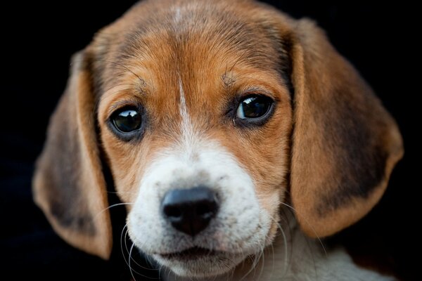 Sad dog on a black background