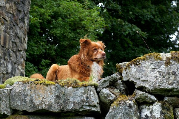 Retriever admira la naturaleza en las rocas