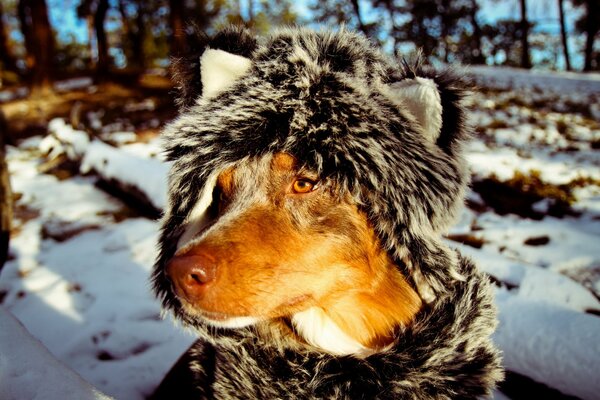 Al freddo, il cane indossa una sciarpa