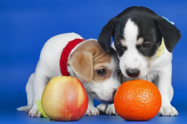 Piccoli cuccioli con frutta su sfondo blu
