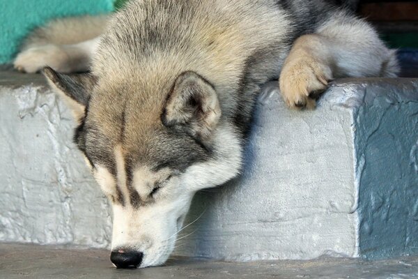 Lustiger Husky schlief ein, indem er seine nase in den Boden steckte