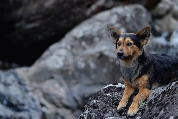 Cane seduto sulle rocce