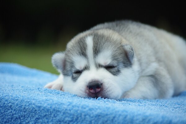Cachorro durmiendo en una manta azul