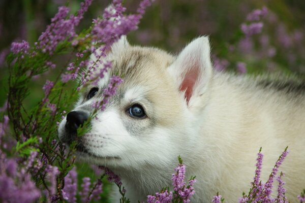 Heller Welpe unter Lavendel