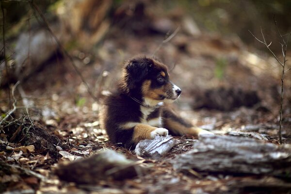 Petit chiot mignon dans la nature