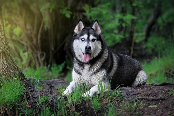 Siberian Husk si trova sporgendo la lingua