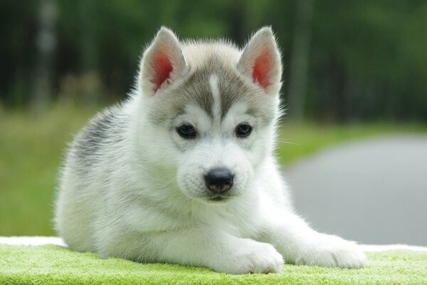 Pointy-eared puppy looks into the distance