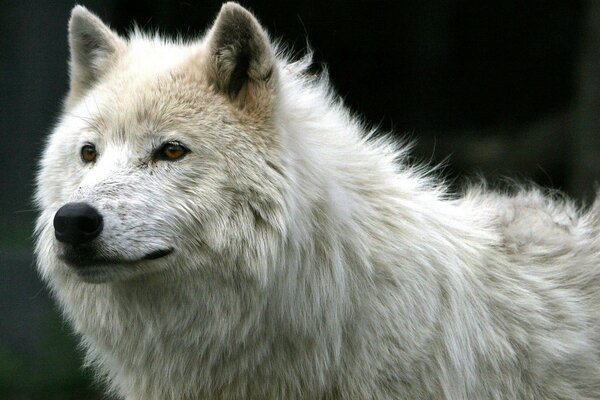 Ein einsamer weißer Wolf schaut in die Ferne