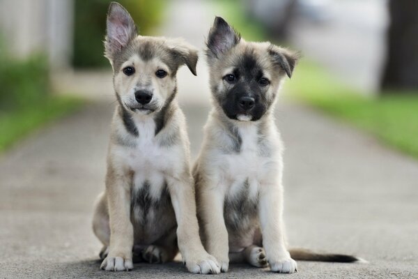 Due simpatici cuccioli gentili