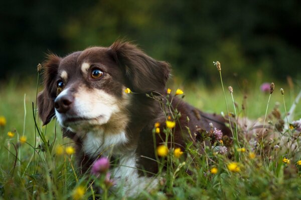 Cane con gli occhi marroni in un campo di fiori