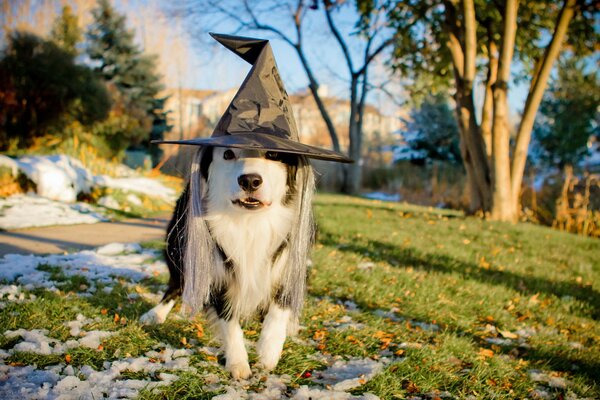 Perro blanco y negro con sombrero para las vacaciones