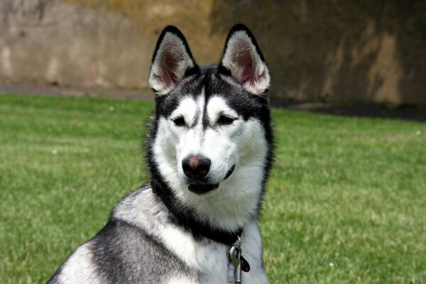 Der Hund im Halsband hat die Ohren aufgerissen