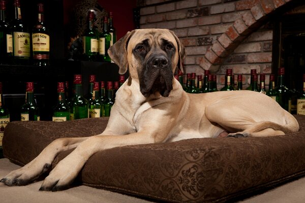 Mastiff is lying on a pillow against the background of whiskey