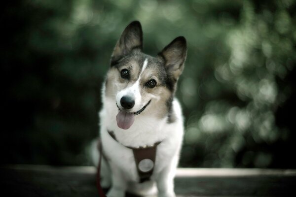 A friendly dog with his tongue hanging out
