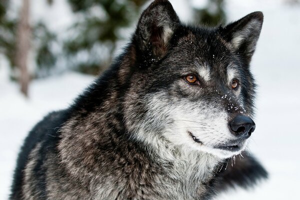 Graceful predator, wolf face