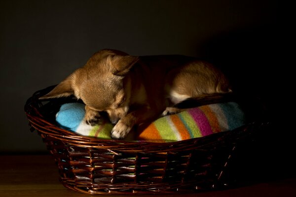 Chihuahua sleeps in a basket at home