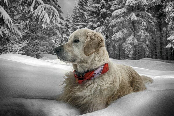 A dog among the fir trees on a winter day