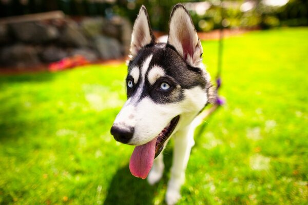 Husky con la lengua sacada. Perro en el césped