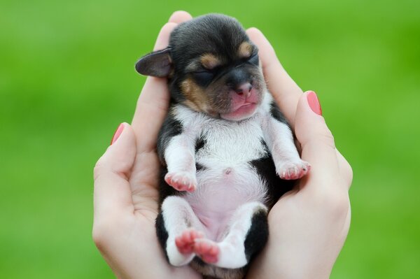 Pequeño cachorro en las Palmas de un hombre