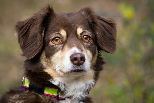 The True look of man s best friend