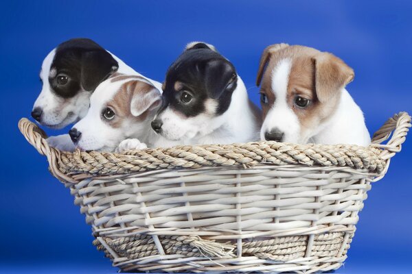 Toucher les chiots dans le panier