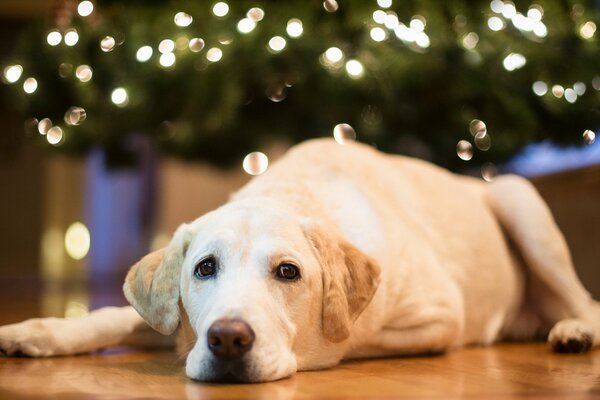 Cane festivo sullo sfondo dell albero di Natale