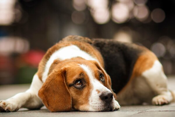Perro Beagle con ojos tristes