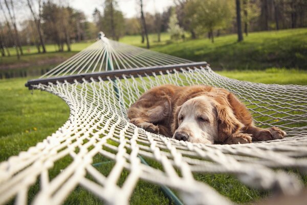 Cute dog in a hammock