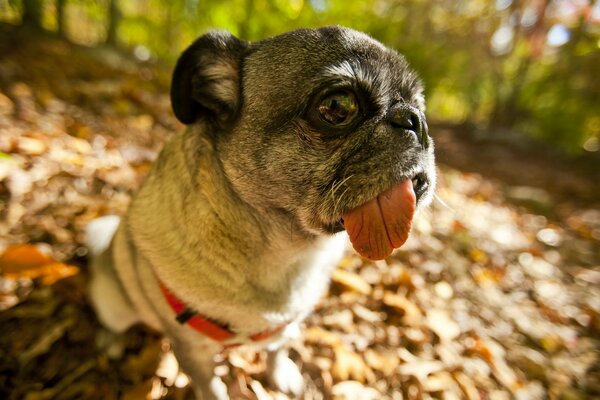 Perro camina por el parque de otoño