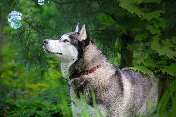 Fedele Huska da solo con la natura nella foresta