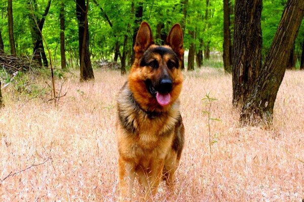 The German Shepherd watches with pricked ears