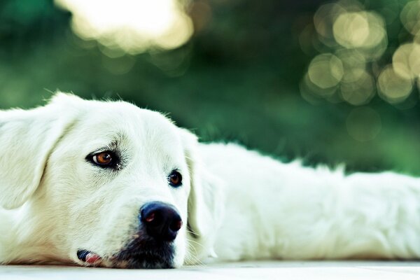 Lo sguardo del cane. Amico dell uomo