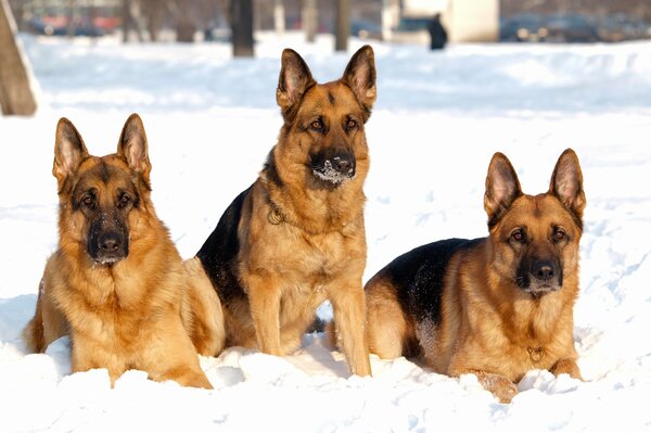 Trinità di cani da pastore sulla neve