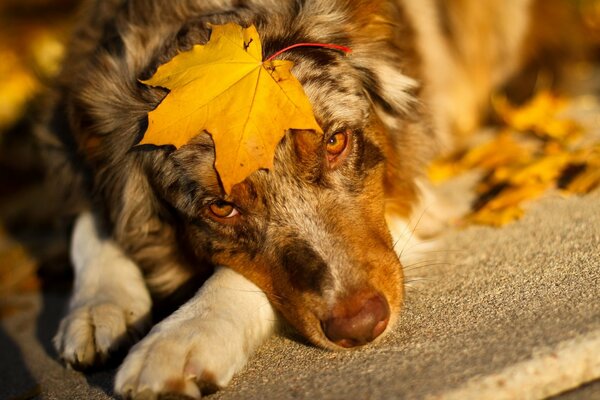 Triste pastore australiano catturato foglia