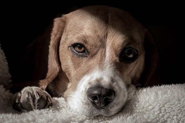 A dog with a serious muzzle is chilling