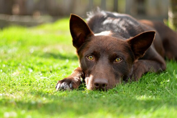 Cane marrone sull erba verde