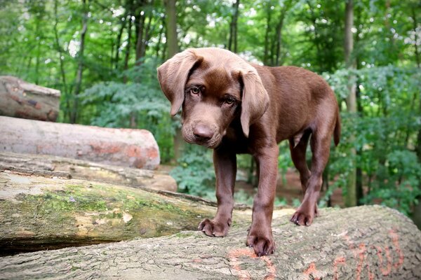 A dog in the forest is standing on a log