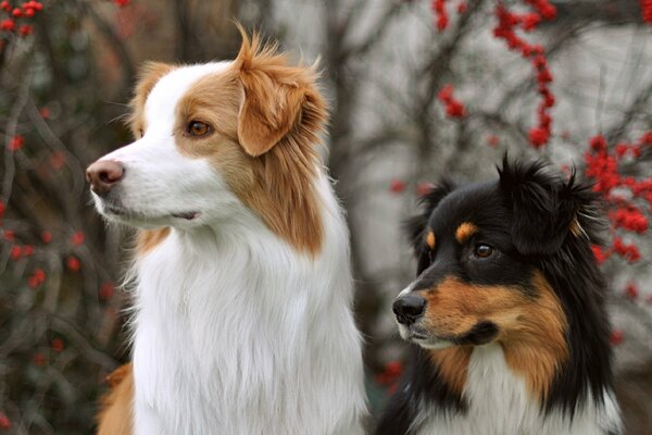 The look of dogs against the background of berries