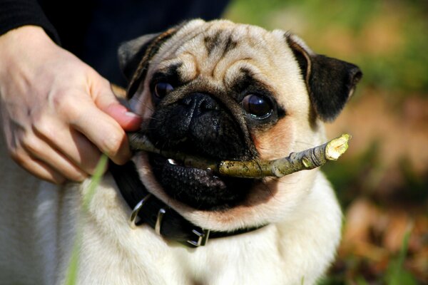 Cucciolo di razza pug con una bella vista