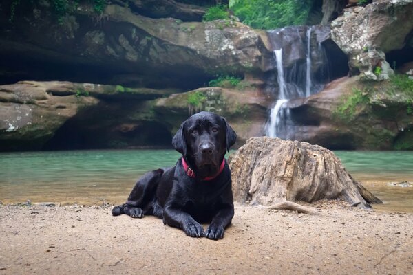 Chien noir se trouve sur la rive de l eau