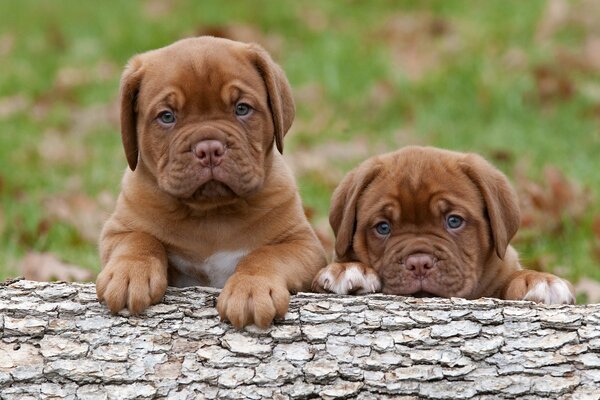 Dos lindos cachorros yacen en la hierba