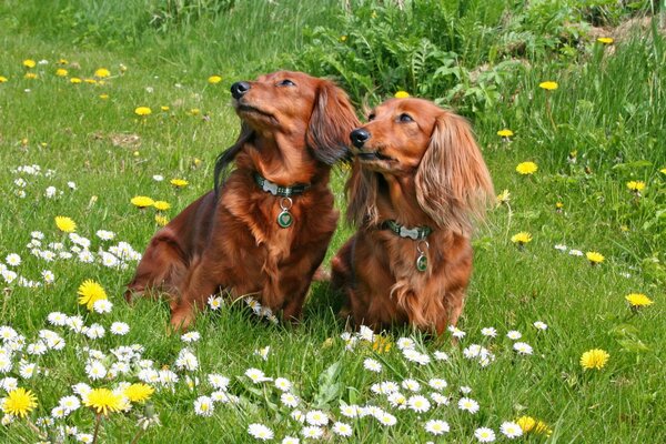 Deux Babes dans le domaine