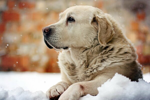 Hermoso perro con una mirada melancólica