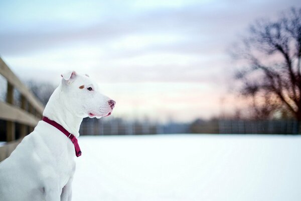 La estética del pit Bull blanco en invierno