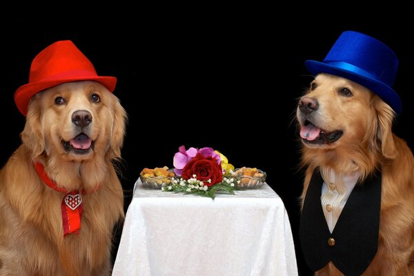Rendezvous of two dogs in hats