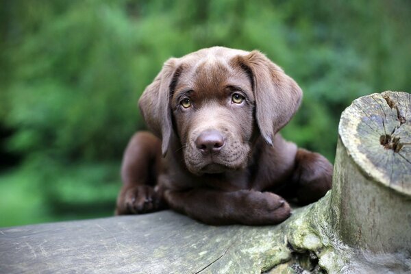The dog and the look. Man s friend
