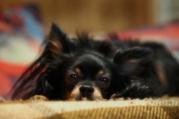 A black dog in a cozy house