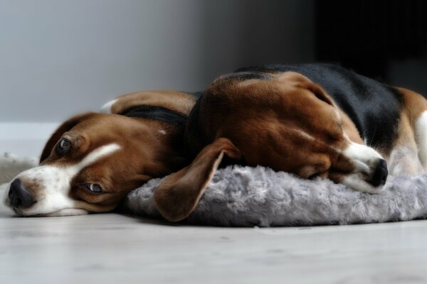 Beagle dog in the house - comfort